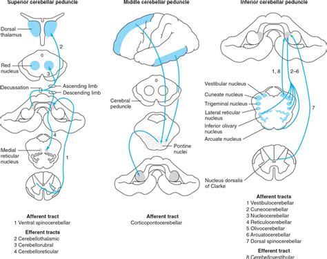 Disorders of Equilibrium | Neupsy Key