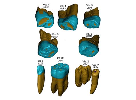 Research on ancient teeth reveals complexity of human evolution ...