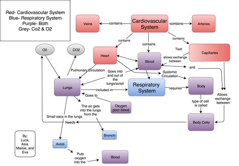 Respiratory System Concept Map