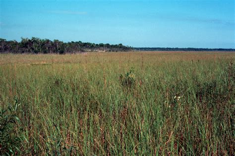 Everglades 1990 A08 Anhinga Trail – Last Call for Corals