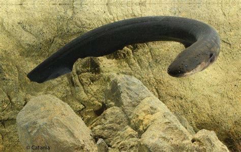 Electric eels curl up to deliver even more powerful shocks