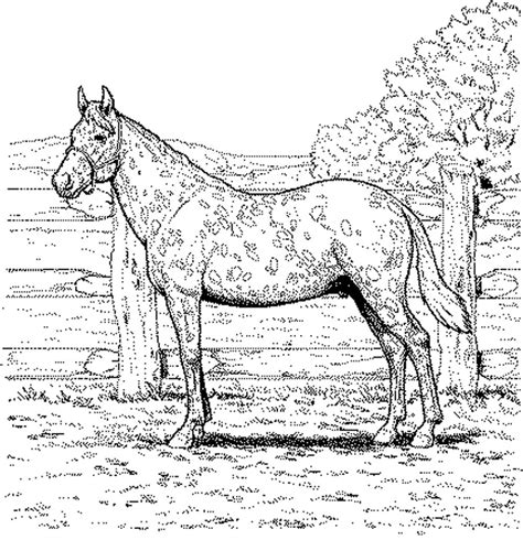 Free Printable Realistic Horse Coloring Pages - Coloring Home