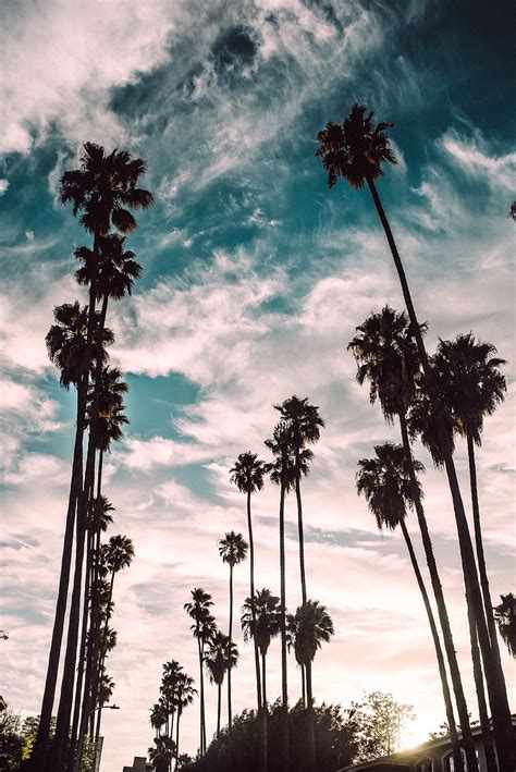 La Palm Trees Wallpaper