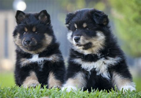 Don't Know the Finnish Lapphund? Here Are 7 Reasons Why You Should! – American Kennel Club