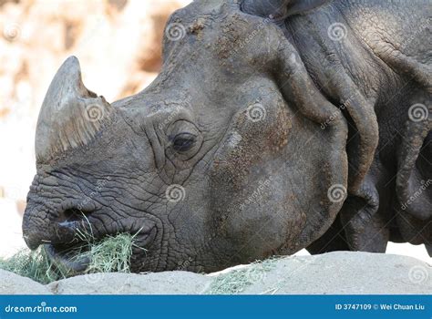 Rhino Eating Royalty Free Stock Images - Image: 3747109