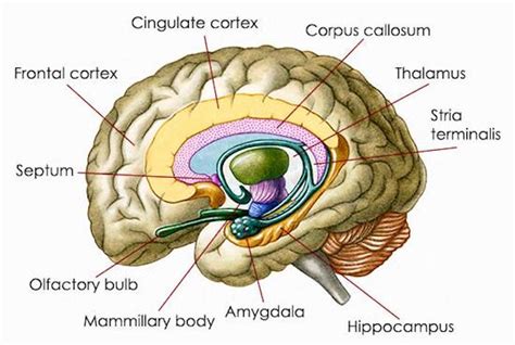 Protecting Your Brain From The Damaging Effects of Modern Stress and Anxiety - Nutrition Review