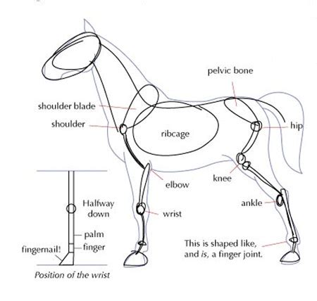 Need More Help Drawing the Perfect Horse? | The Equinest