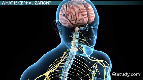 Cephalization Definition, Process & Advantages - Lesson | Study.com