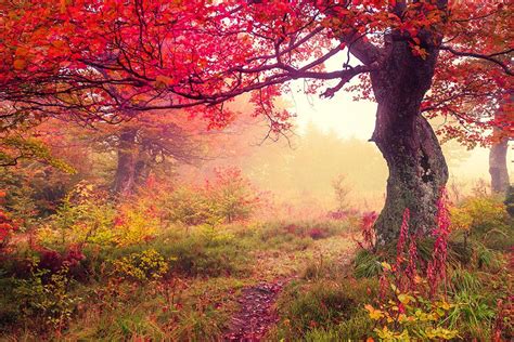 autumn trees in forest Wall Mural Wallpaper | Canvas Art Rocks