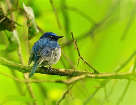 Vietnam Bird News: Spring passerine migration has started!