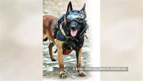 What makes Belgian Malinois military’s top dog - Times of India