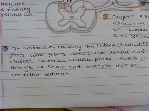 Medicowesome: Fasciculus gracilis and cuneatus