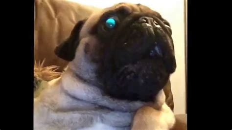 Cookie the screaming pug! - YouTube