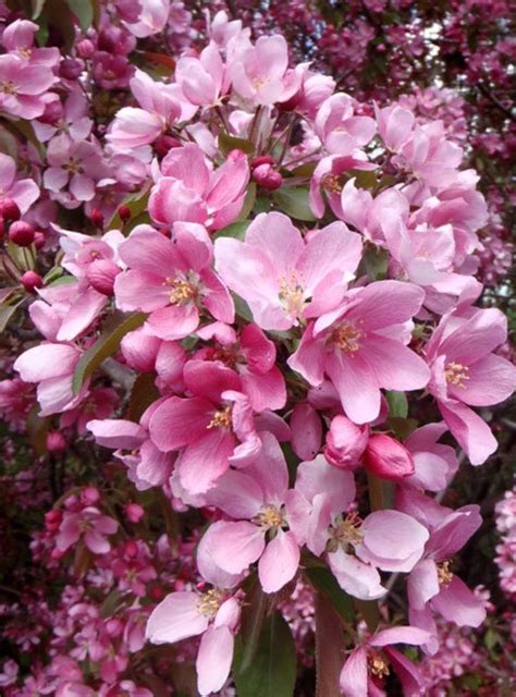 Thunderchild crabapple Bloom Blossom, Pink Blossom, Blossom Flower, Flowering Crabapple ...