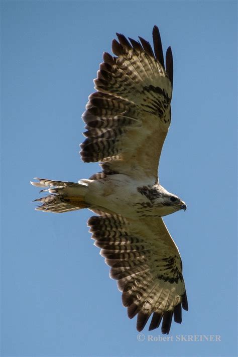 Common Buzzard (Buteo buteo) – Wingspan 110–140cm (43–55 in) - via ...