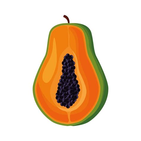 Premium Vector | Papaya fruit vector