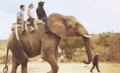 South African Operators Under Pressure to End Elephant Rides - SAPeople - Your Worldwide South ...