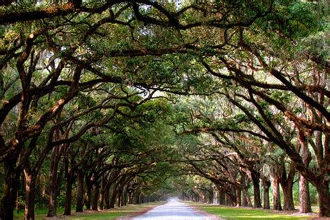 Wormsloe Plantation Historic Site is one of the very best things to do in Savannah