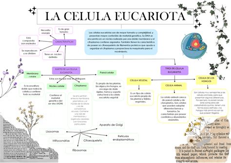 Mapa Mental De La Celula Vegetal Monte Porn Sex Pictu - vrogue.co