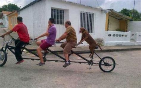 dog bike | Crazy dog pictures, Biking with dog, Funny cats and dogs