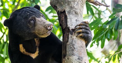 Know Before You Go | The Wilds of Borneo: Orangutans & Beyond