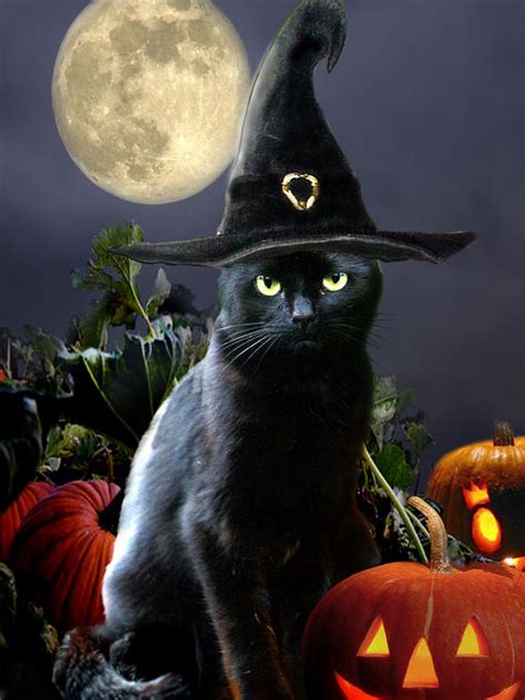 READY FOR HALLOWEEN | Black cat halloween, Halloween art, Halloween ...