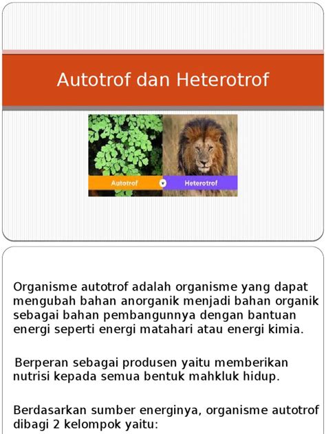 Autotrof Dan Heterotrof Pengertian Perbedaan Dan Contoh Aacial Aacial ...