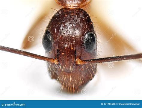 Macro Photo of Face of Tiny Ant Isolated on Background Stock Photo - Image of natural, antenna ...