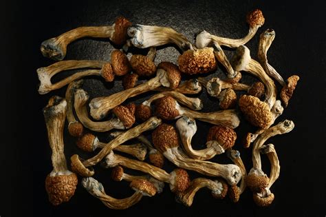 Golden Teacher Mushrooms Are Enlightening But Inconsistent: What People ...