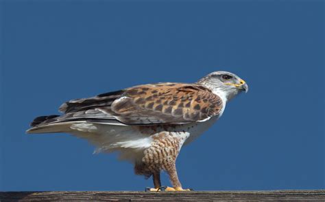 Ferruginous Hawk | San Diego Bird Spot