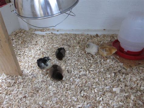 Size for brooder? | BackYard Chickens