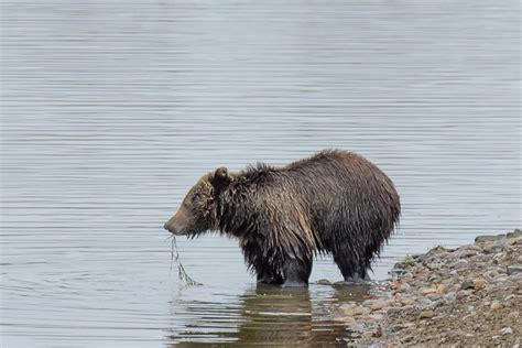 Wildlife Whereabouts: Sightings of Grand Teton's most well-studied bears - Grand Teton National ...