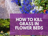 66 Best How to kill grass ideas | how to kill grass, hooker furniture ...