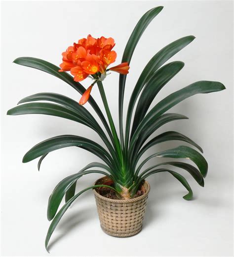 Plants & Flowers » Clivia miniata