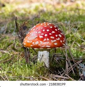 Amanita Rubescens Natural Habitat Stock Photo 218838199 | Shutterstock