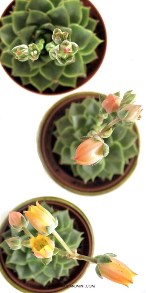 Indoor Echeveria Succulents - Care and Propagation