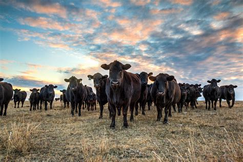 Angus cattle in the pasture at sunset. FREE SHIPPING - ranch photography, rustic, rural, country ...