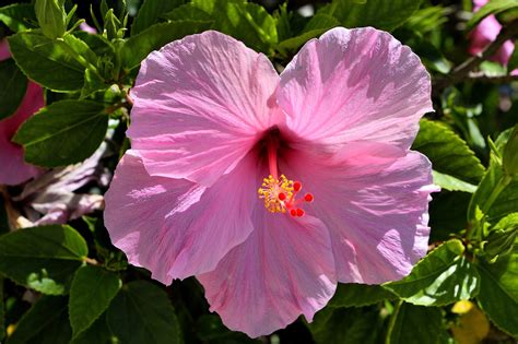 Pink Hibiscus Flower Floral - Free photo on Pixabay - Pixabay