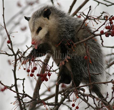 Opossum eating fruit in a tree in Waukesha County Wisconsin on December ...