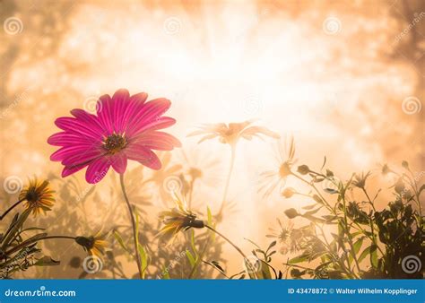 Daisy, spring sunrise flowers