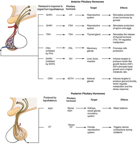 Animal Hormones | Organismal Biology