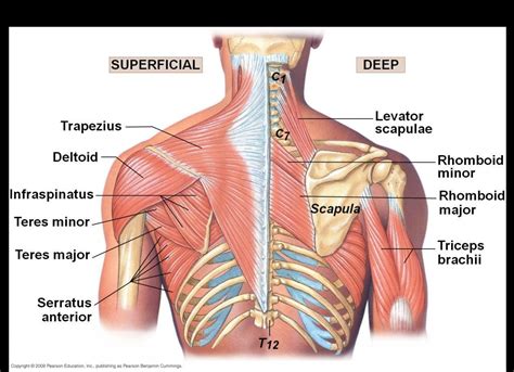 Scapular Muscle Anatomy Scapula Anatomy Muscles Gomy32bit - Human ...