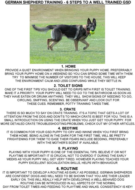 6 Steps to German shepherd puppy training