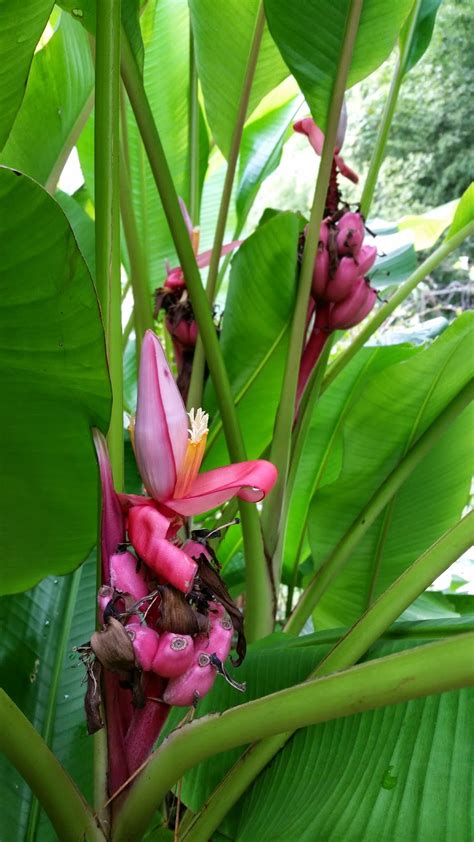 gardens@duke: Species Spotlight: Pink Banana