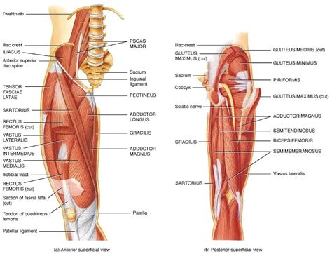 Muscles of Hip | Bone and Spine