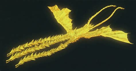 King Ghidorah (AniGoji continuity) | Gojipedia | FANDOM powered by Wikia