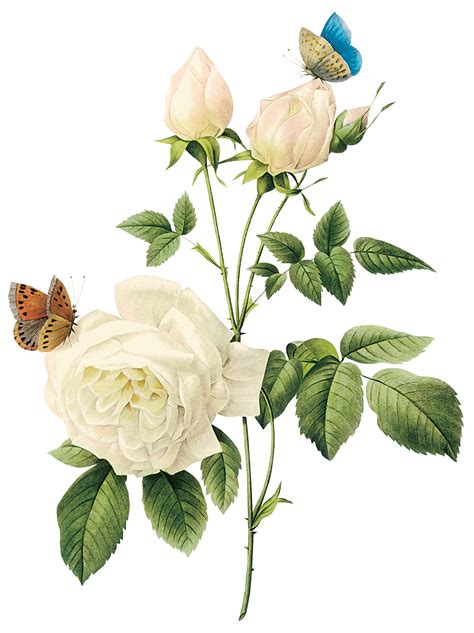 White rose PNG image, flower white rose PNG picture