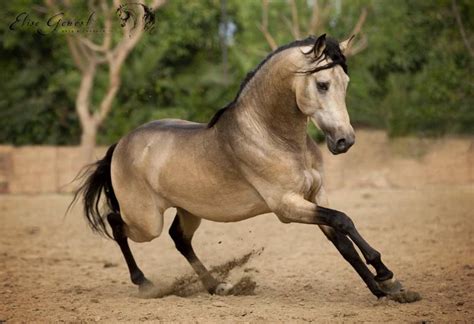 Palomino Buckskin Andalusian Horse : Miriam Frenk Andalusian Horses For ...