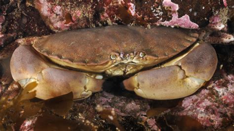 Edible crab | The Wildlife Trusts