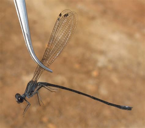 Mesocnemis tisi | Sinoe River endemic, best species of the t… | Flickr